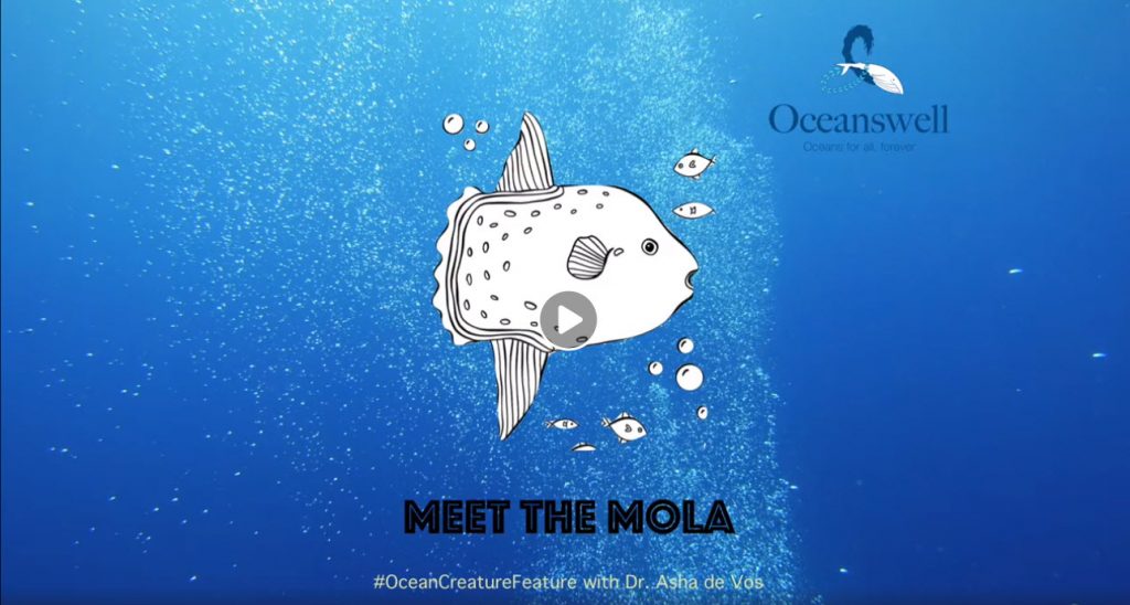Episode 1: Meet the Mola 10