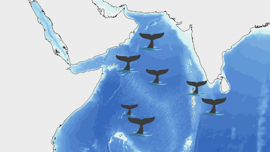 Baleen whales of the Northern Indian Ocean 4