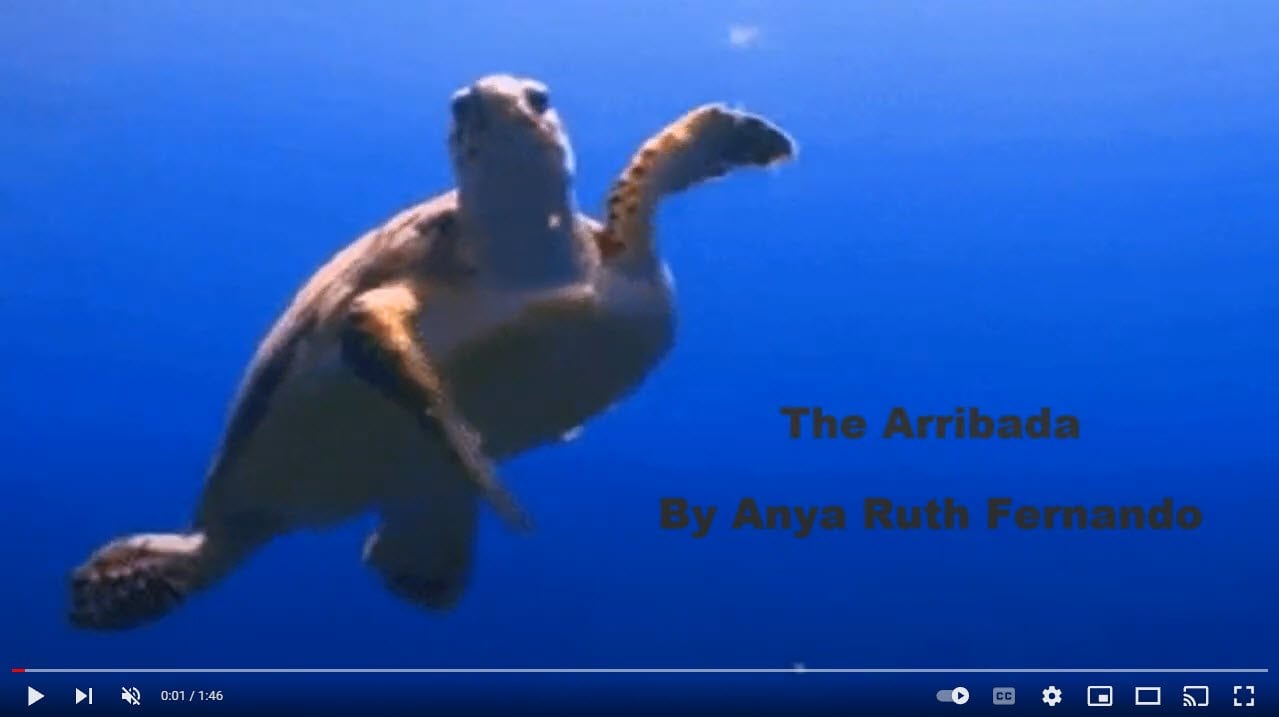 Episode 3: The Arribada by Anya Fernando 2