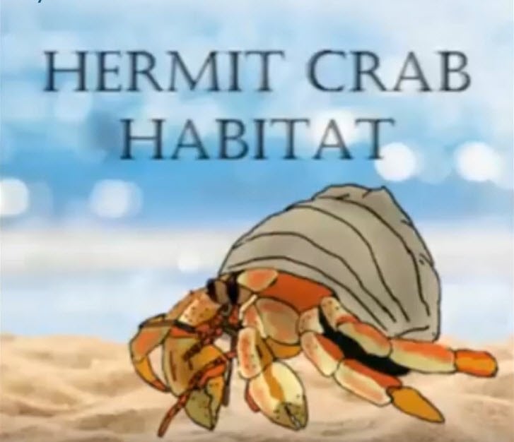 Episode 4: Hermit crab habitat by Abdullah Haniffa 1